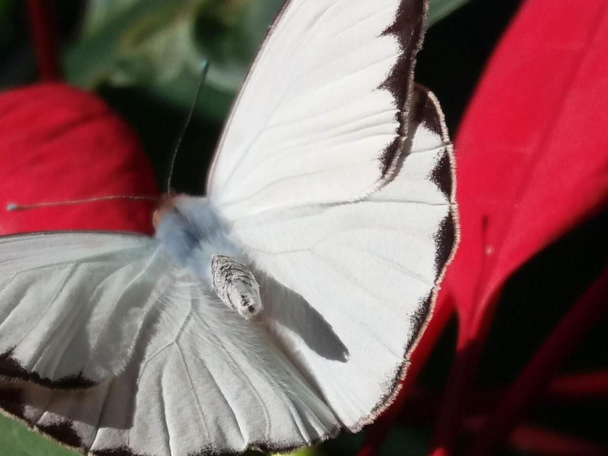 Pousada Hang Conectada Com A Natureza Florianópolis Zewnętrze zdjęcie
