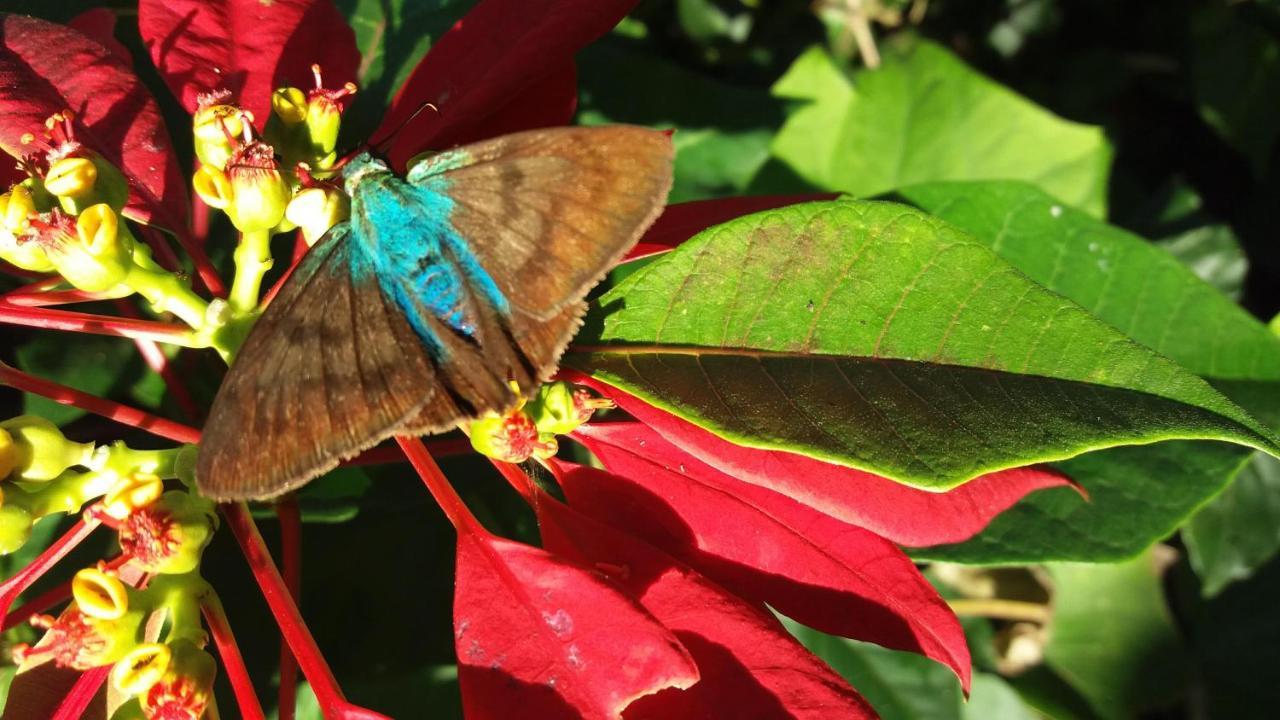 Pousada Hang Conectada Com A Natureza Florianópolis Zewnętrze zdjęcie