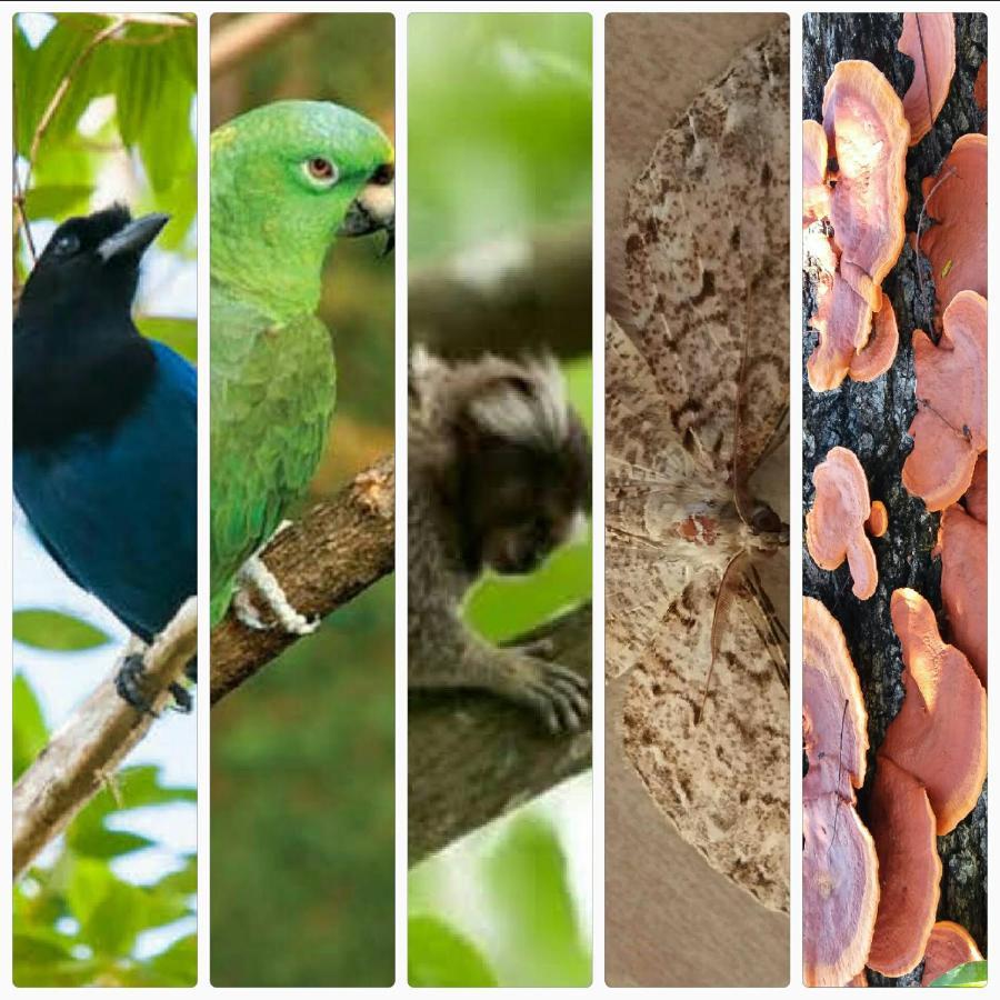 Pousada Hang Conectada Com A Natureza Florianópolis Zewnętrze zdjęcie