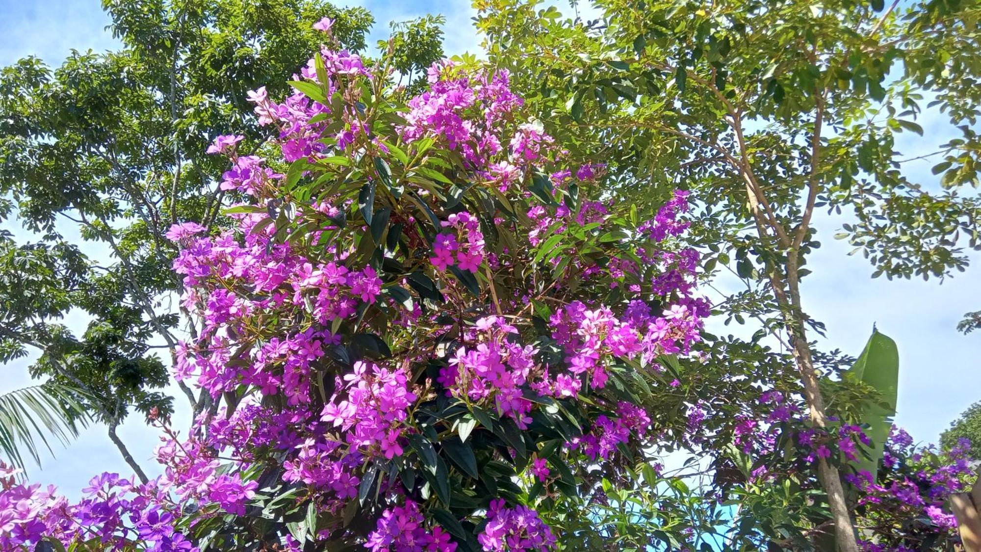 Pousada Hang Conectada Com A Natureza Florianópolis Zewnętrze zdjęcie