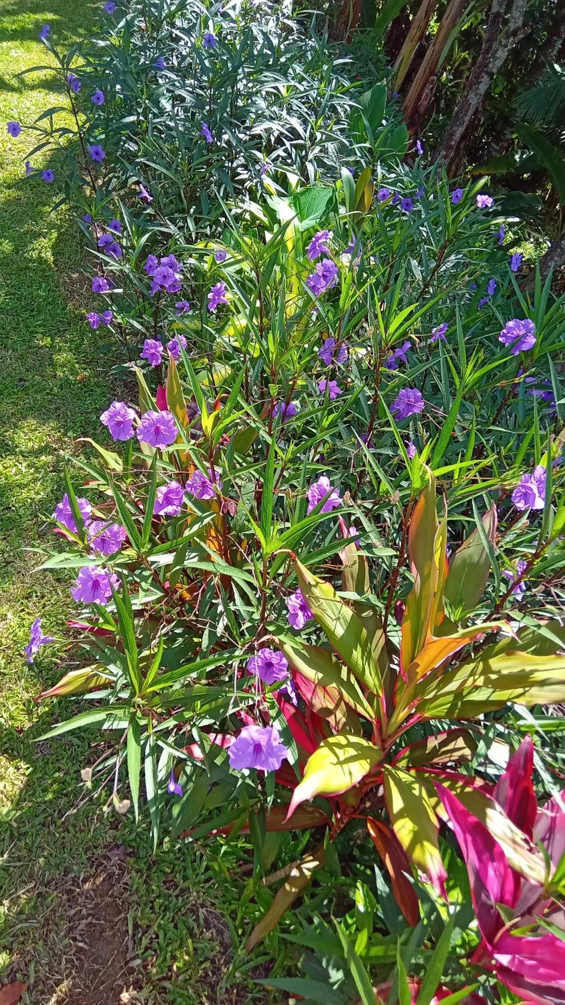 Pousada Hang Conectada Com A Natureza Florianópolis Zewnętrze zdjęcie